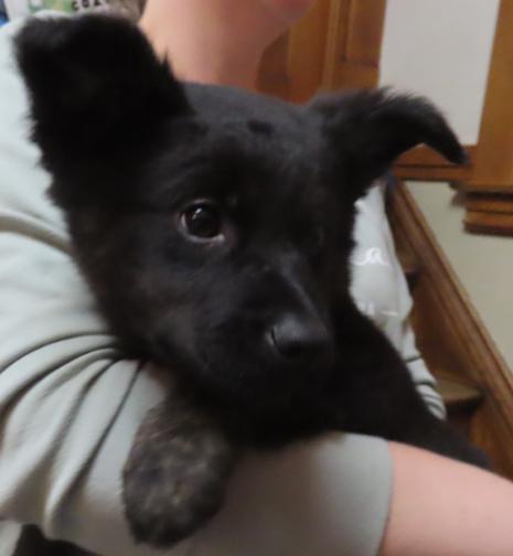 Enlarge Dooley, a ADOPTABLE mixed breed in Saint Paul, MN image 2/6