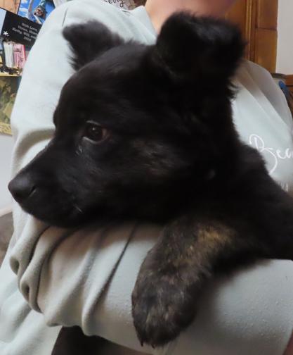 Enlarge Dooley, a ADOPTABLE mixed breed in Saint Paul, MN image 5/6