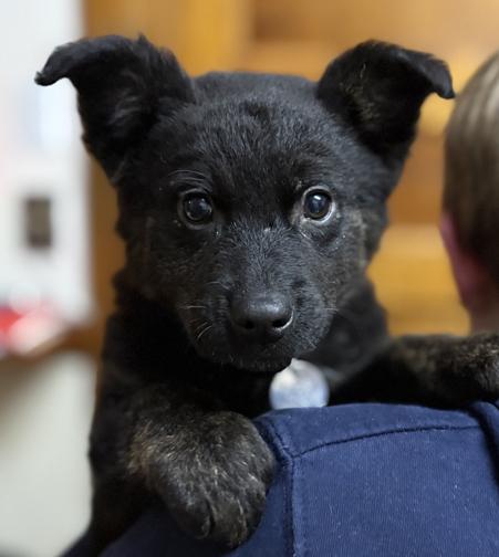Enlarge Dooley, a ADOPTABLE mixed breed in Saint Paul, MN image 1/6