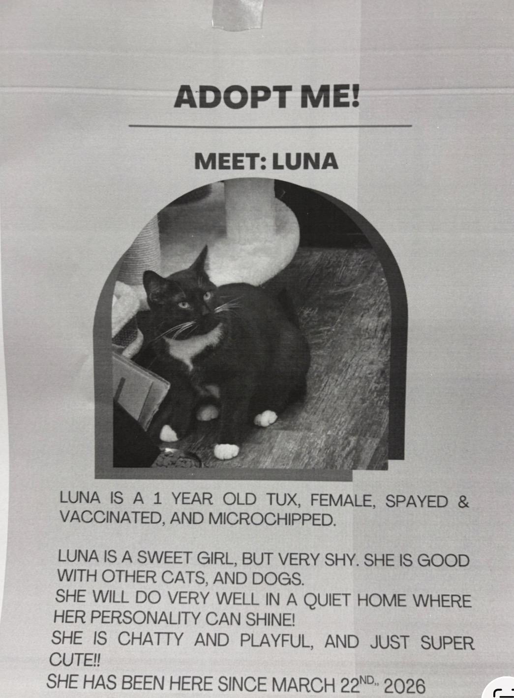 Enlarge Luna-Pet Valu Brampton , a ADOPTABLE Domestic Short Hair in Mississauga, ON image 2/5