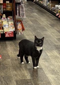 Enlarge Luna-Pet Valu Brampton , a ADOPTABLE Domestic Short Hair in Mississauga, ON image 5/5