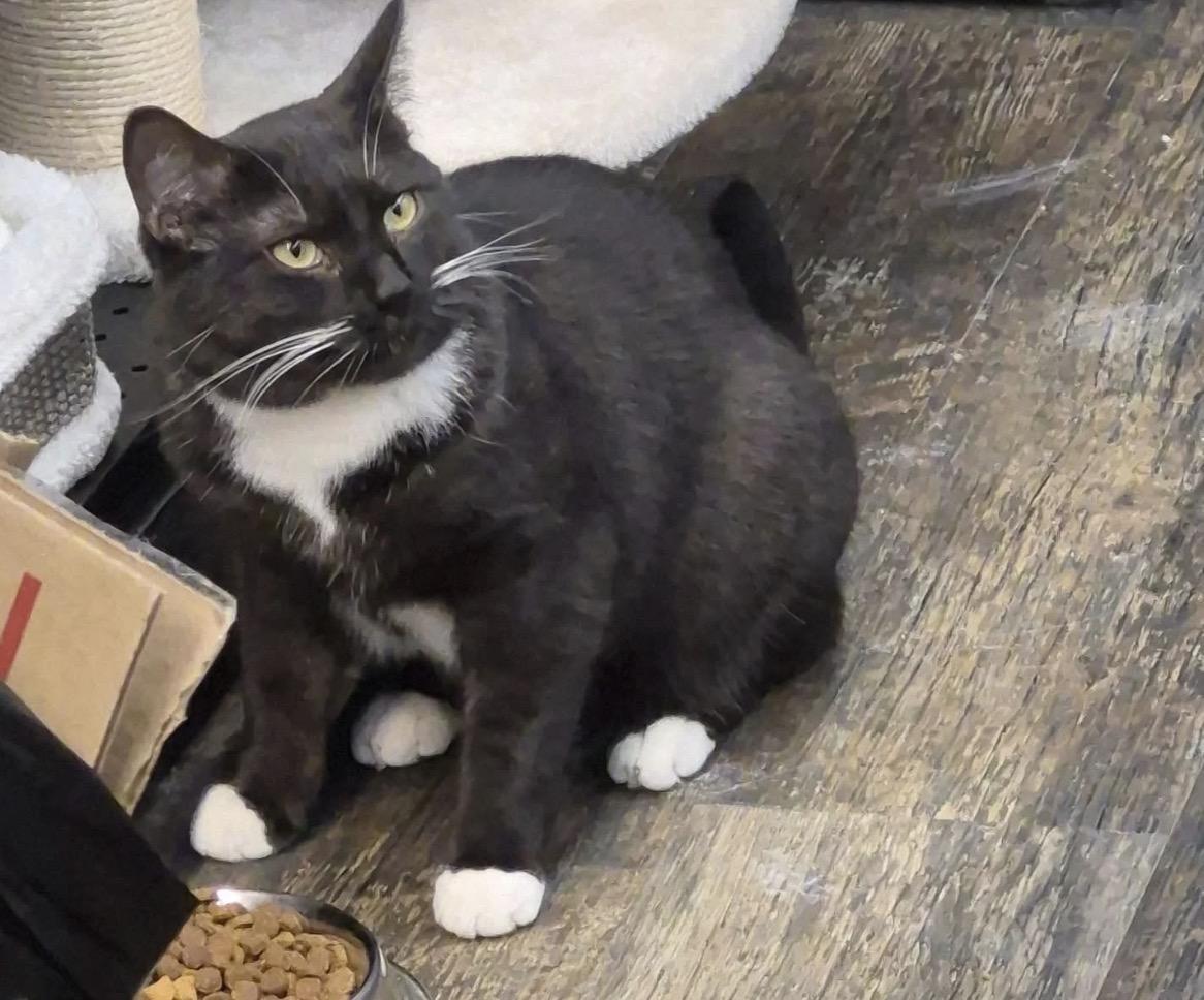 Enlarge Luna-Pet Valu Brampton , a ADOPTABLE Domestic Short Hair in Mississauga, ON image 1/5