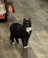 Enlarge Luna-Pet Valu Brampton , a ADOPTABLE Domestic Short Hair in Mississauga, ON image 3/5