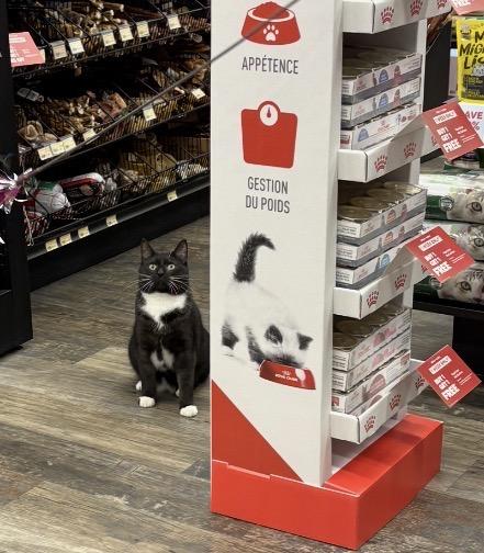 Enlarge Luna-Pet Valu Brampton , a ADOPTABLE Domestic Short Hair in Mississauga, ON image 4/5