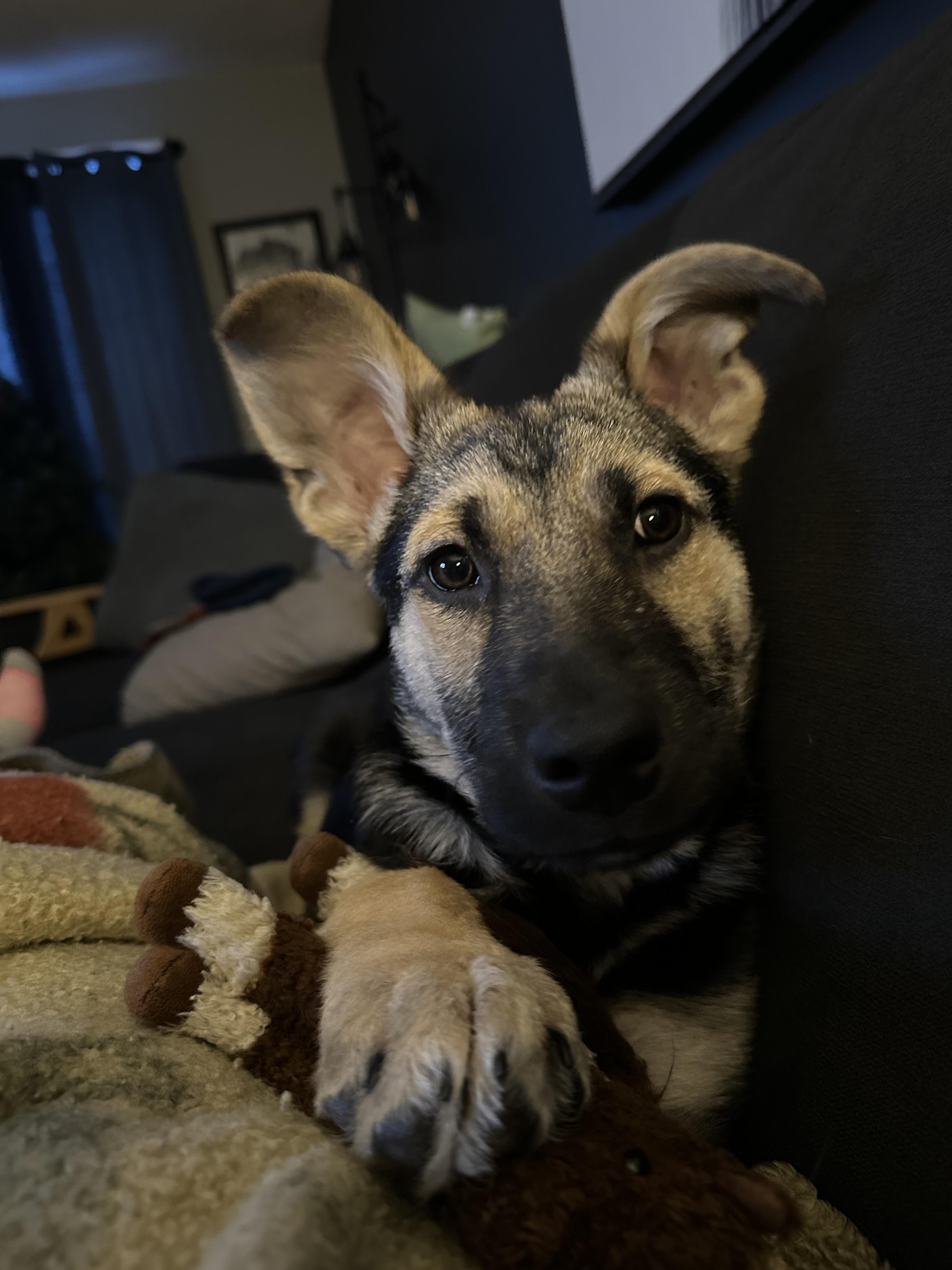 Billie, a ADOPTABLE mixed breed in Barrie, ON image 4/4