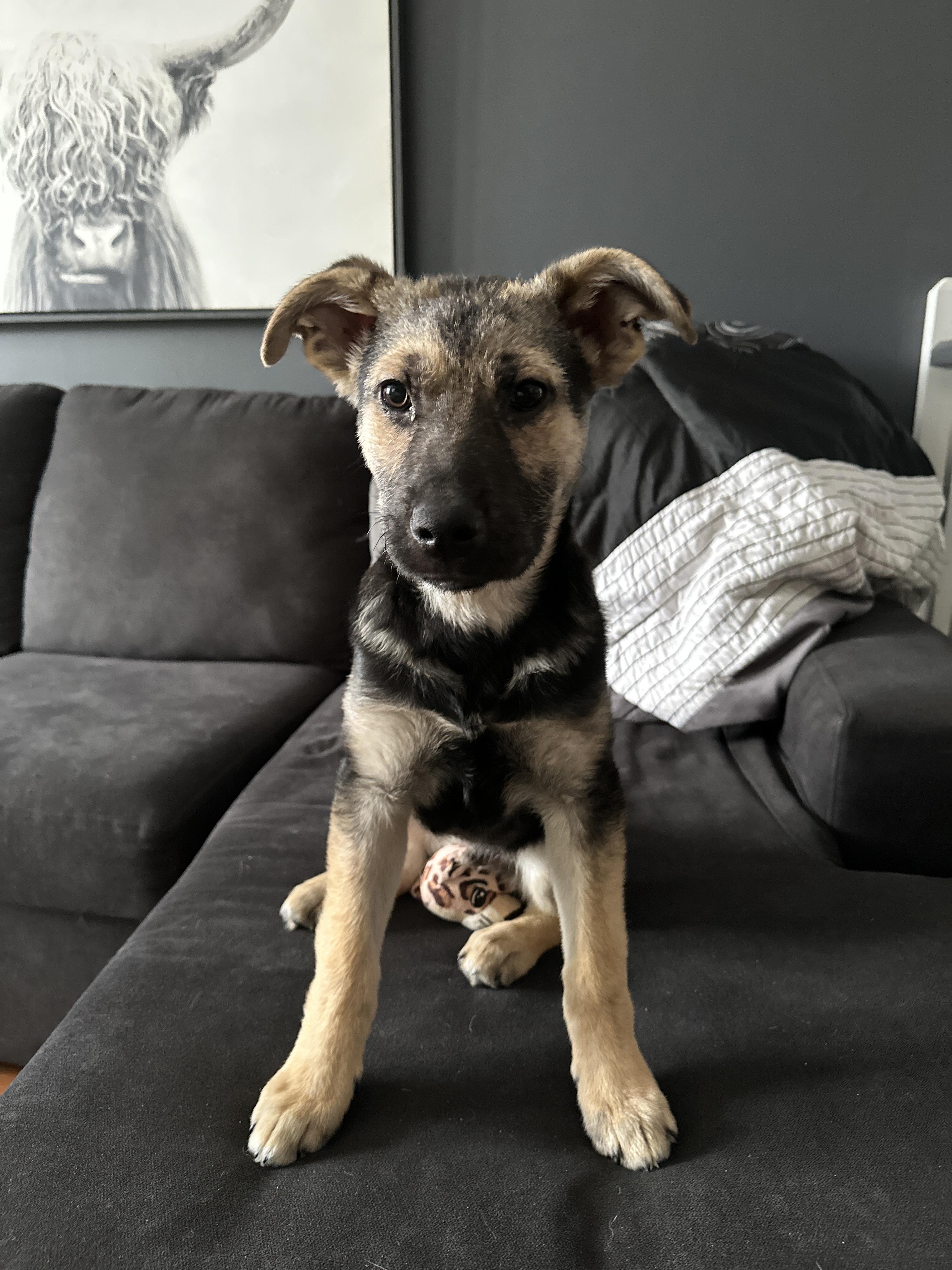 Billie, a ADOPTABLE mixed breed in Barrie, ON image 1/4