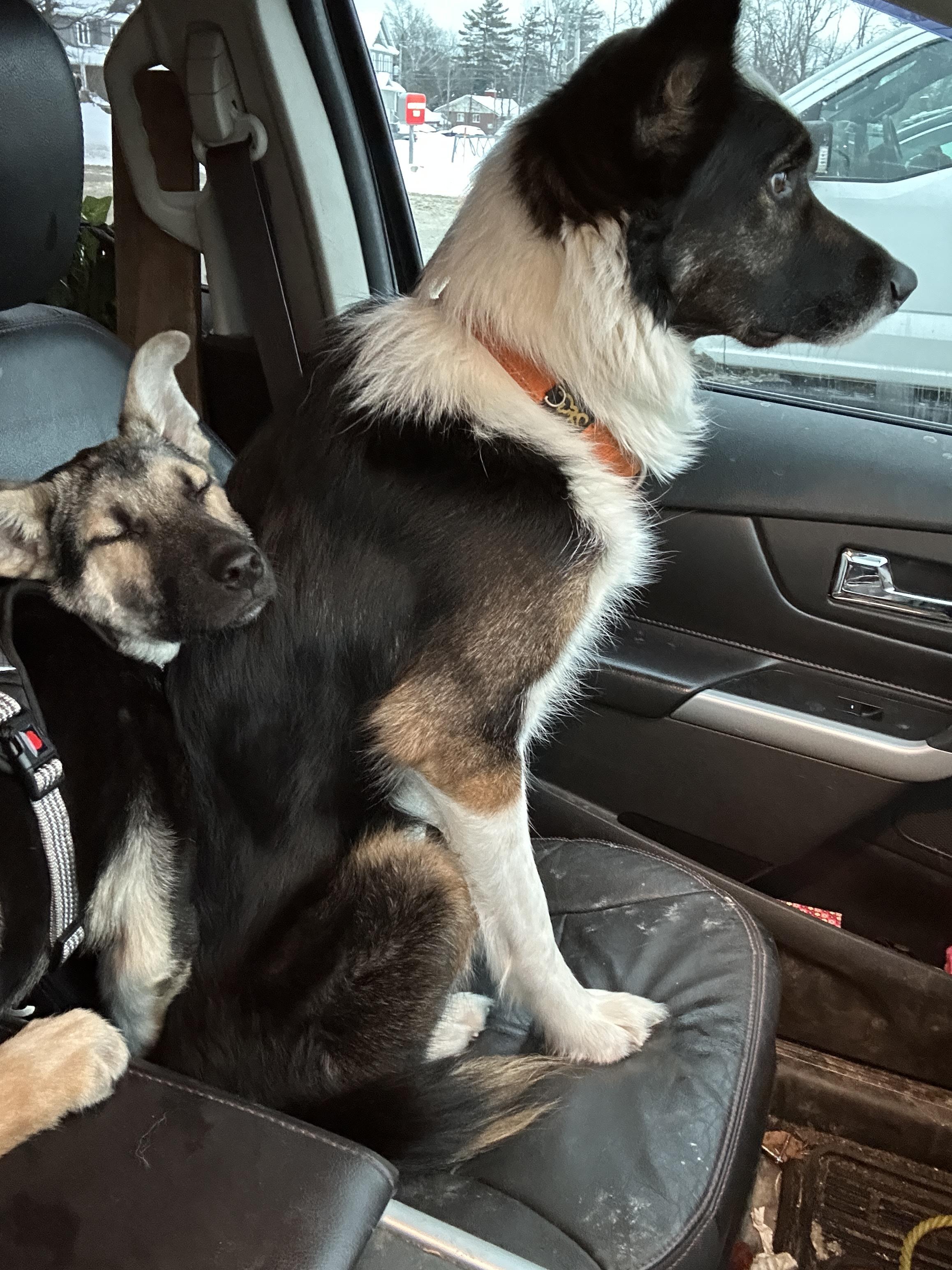 Billie, a ADOPTABLE mixed breed in Barrie, ON image 2/4