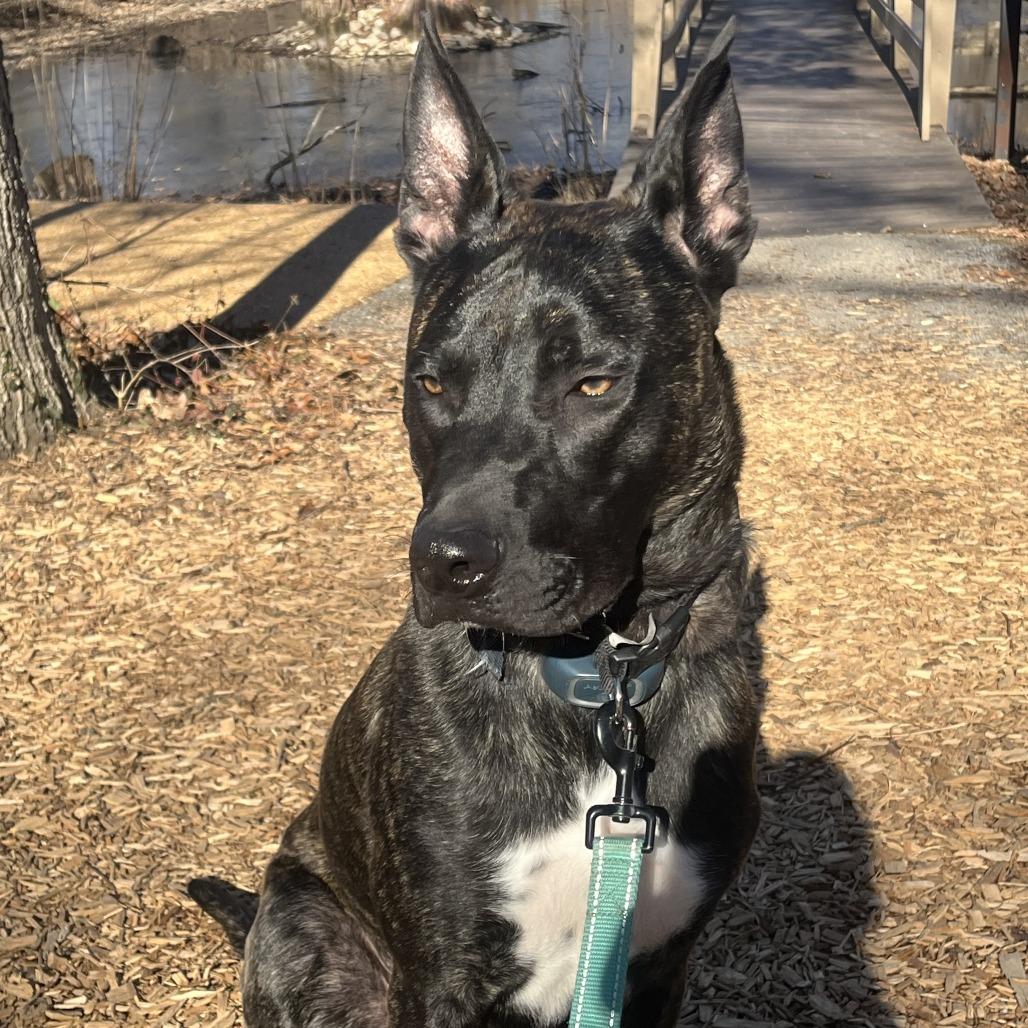 Enlarge Dexter Doo, a Adoptable mixed breed in St. Louis, MO image 1/3