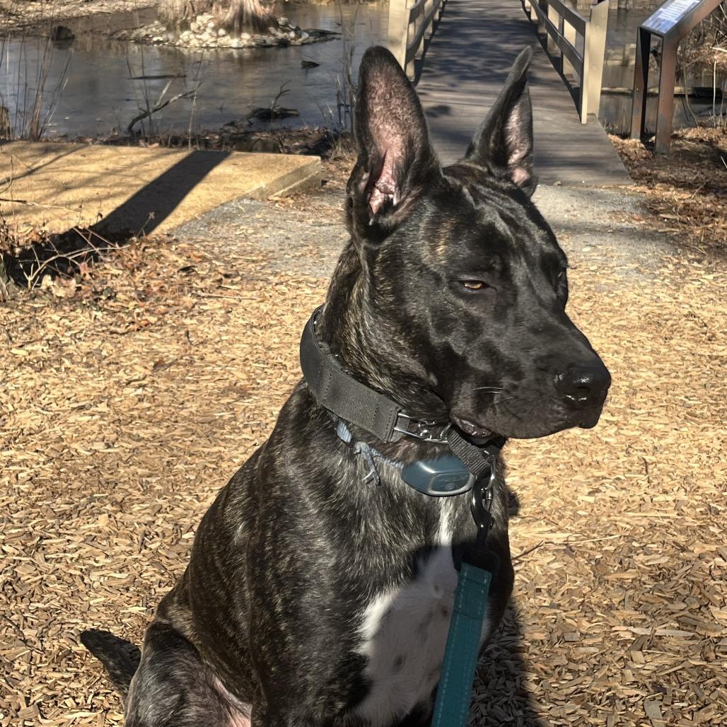 Enlarge Dexter Doo, a Adoptable mixed breed in St. Louis, MO image 2/3