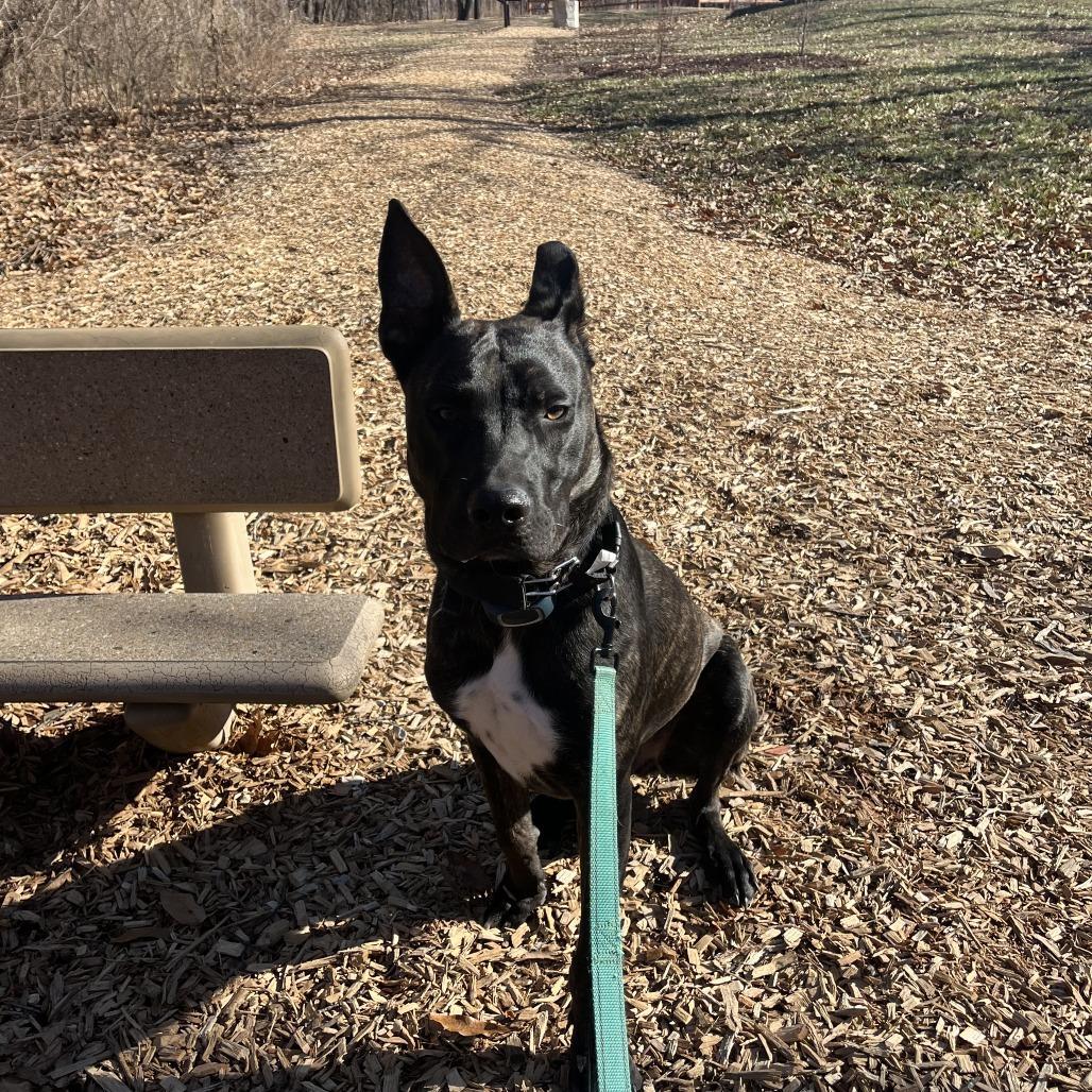 Enlarge Dexter Doo, a Adoptable mixed breed in St. Louis, MO image 3/3
