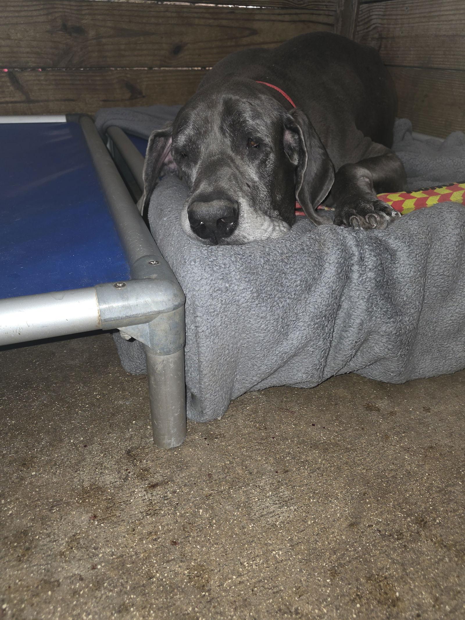 Enlarge Optimus, a Adoptable Great Dane in Jupiter, FL image 1/3