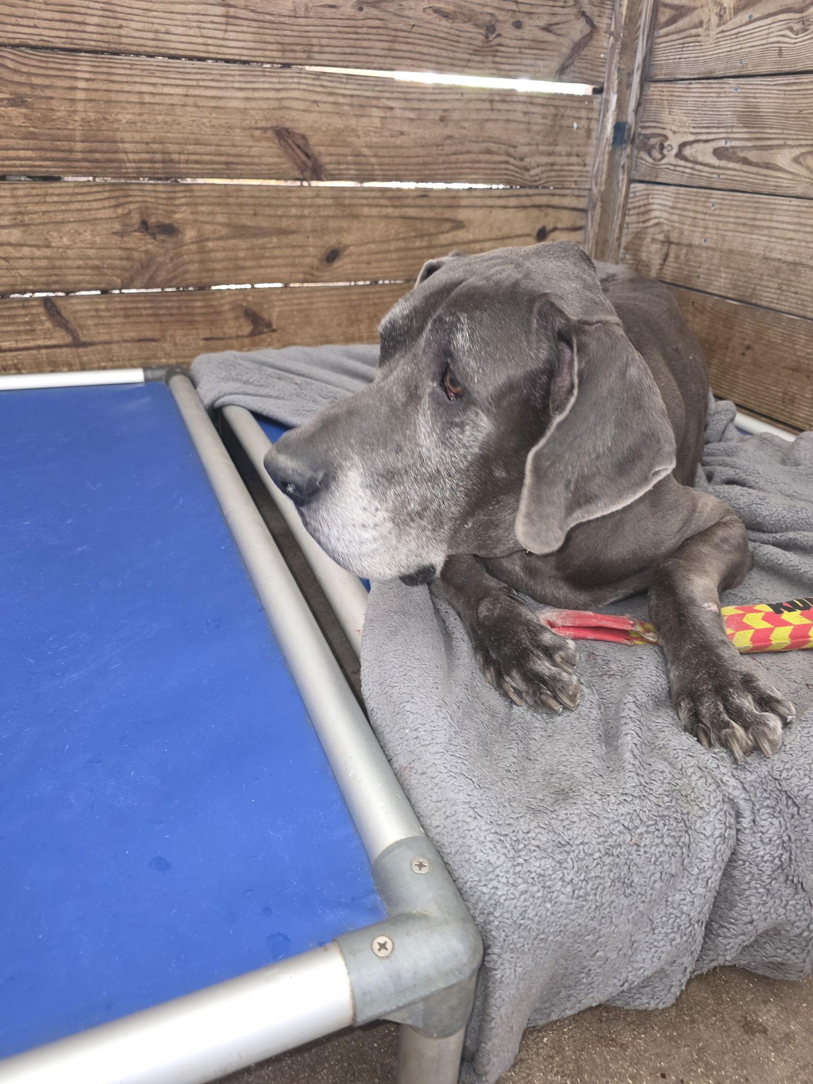 Enlarge Optimus, a Adoptable Great Dane in Jupiter, FL image 2/3