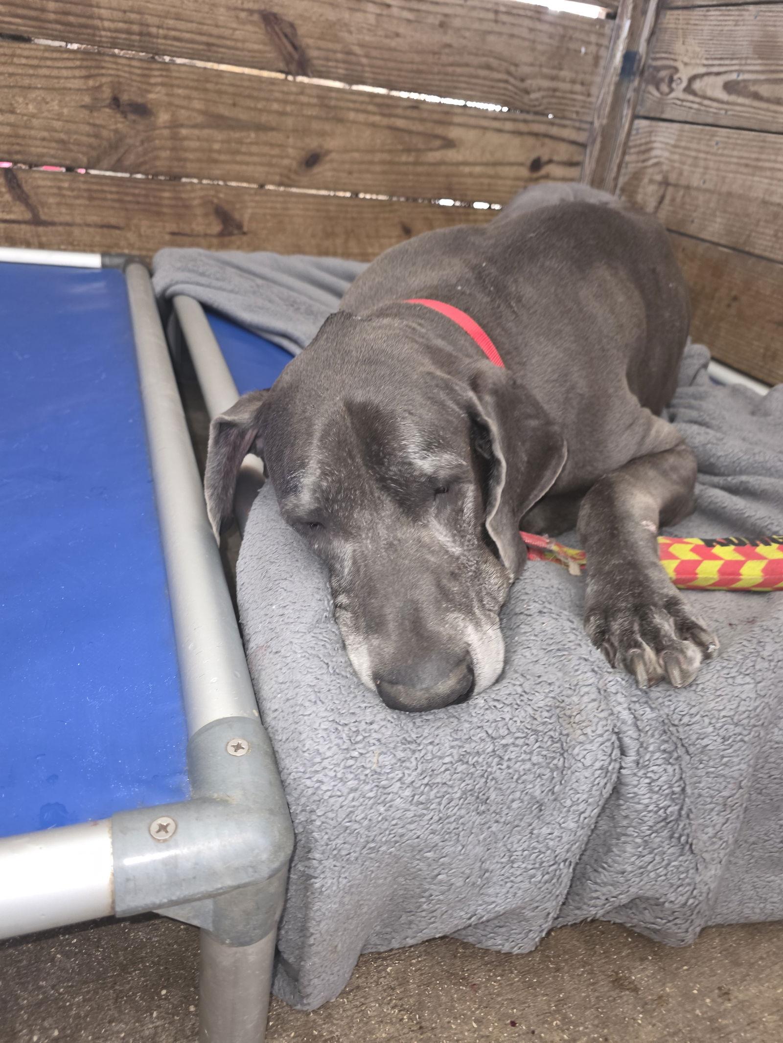 Optimus, Adoptable, Senior Male Great Dane.