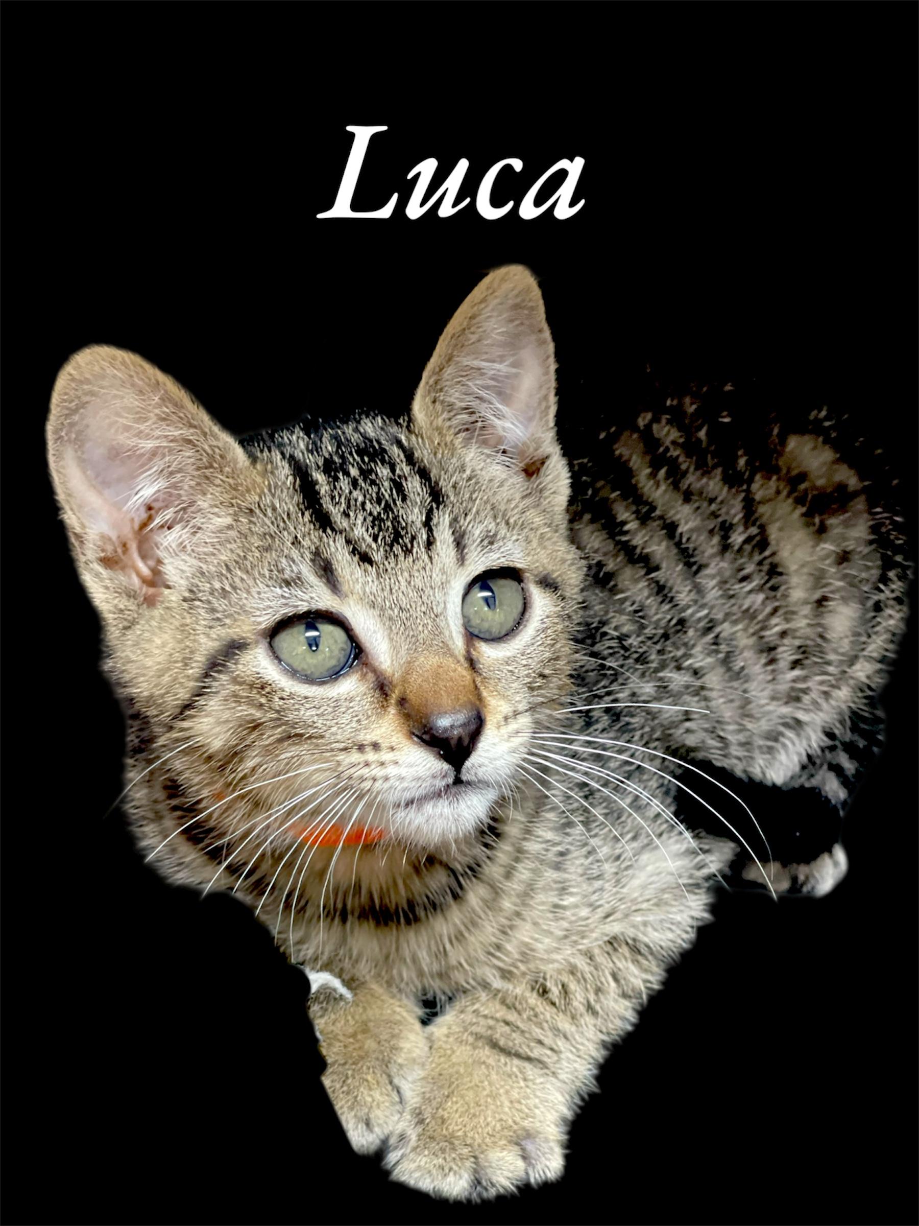 Luca