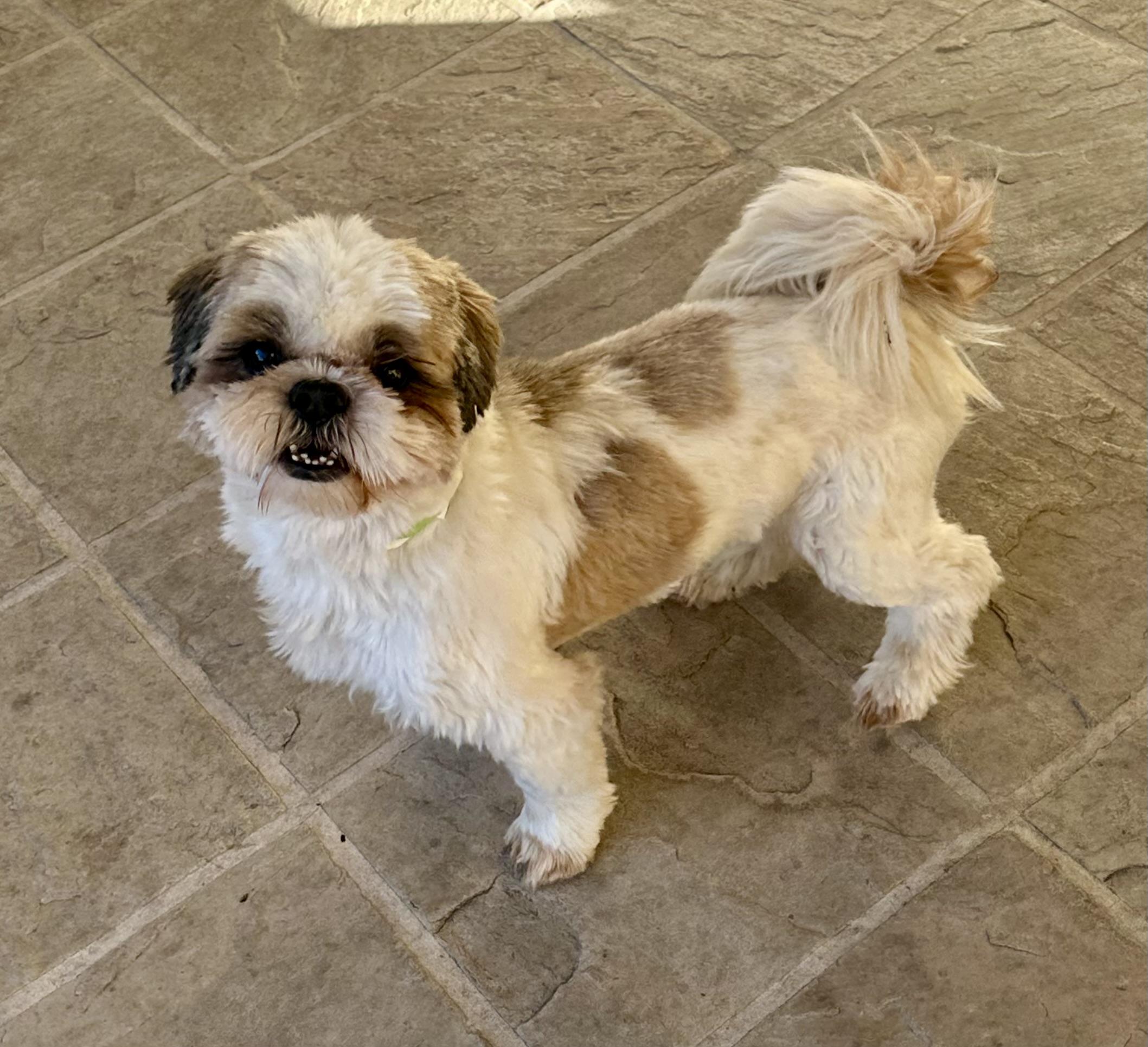 Bob, ADOPTABLE, Adult Male Shih Tzu.
