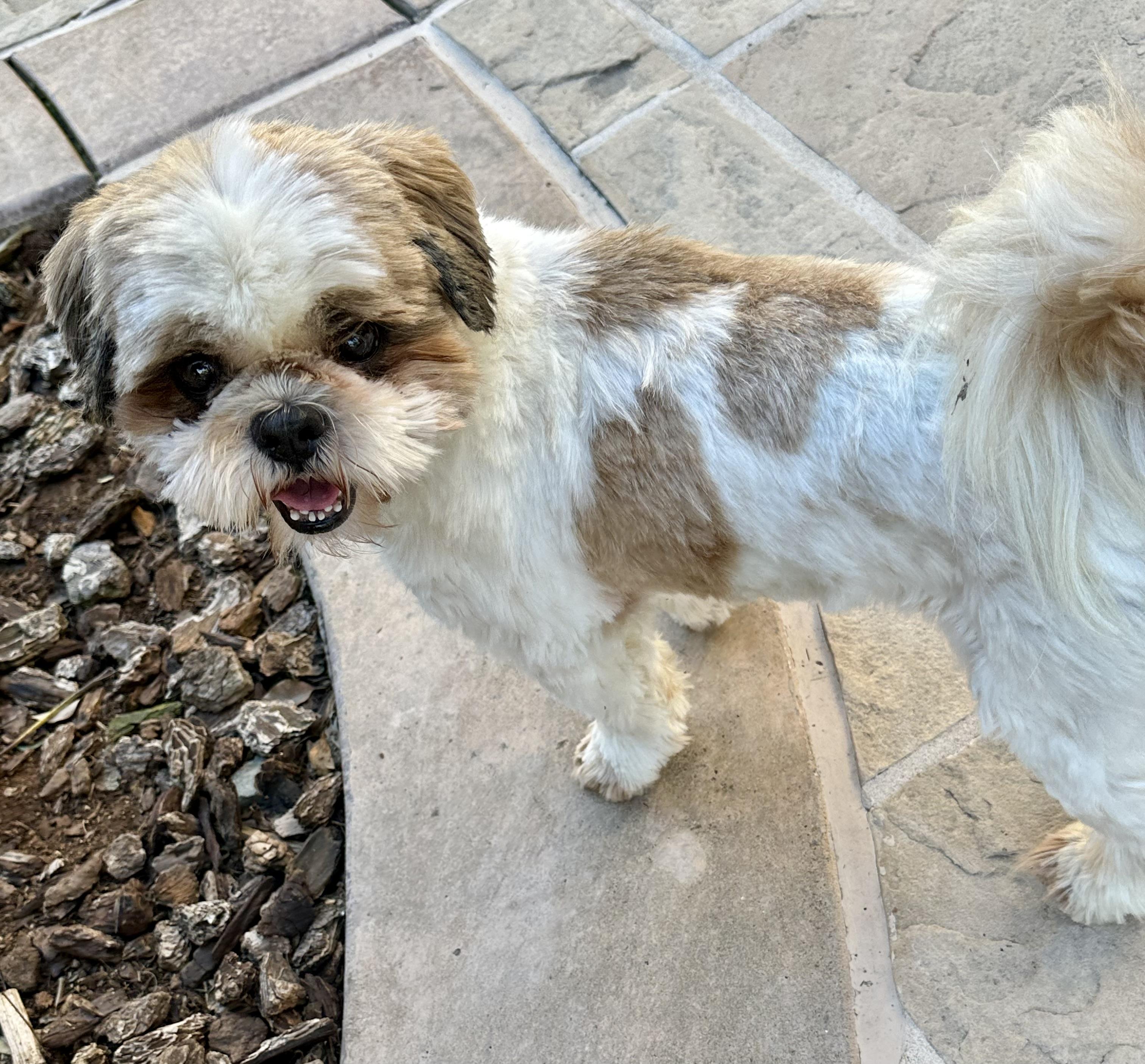 Enlarge Bob, a ADOPTABLE Shih Tzu in Fremont, CA image 2/2