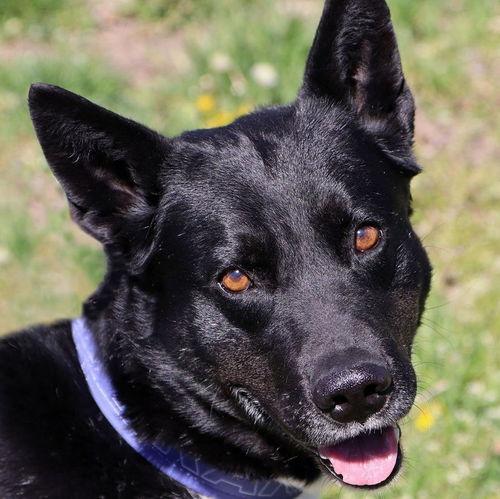 Enlarge Roy Kent, a Adoptable mixed breed in Kansas City, MO image 1/4