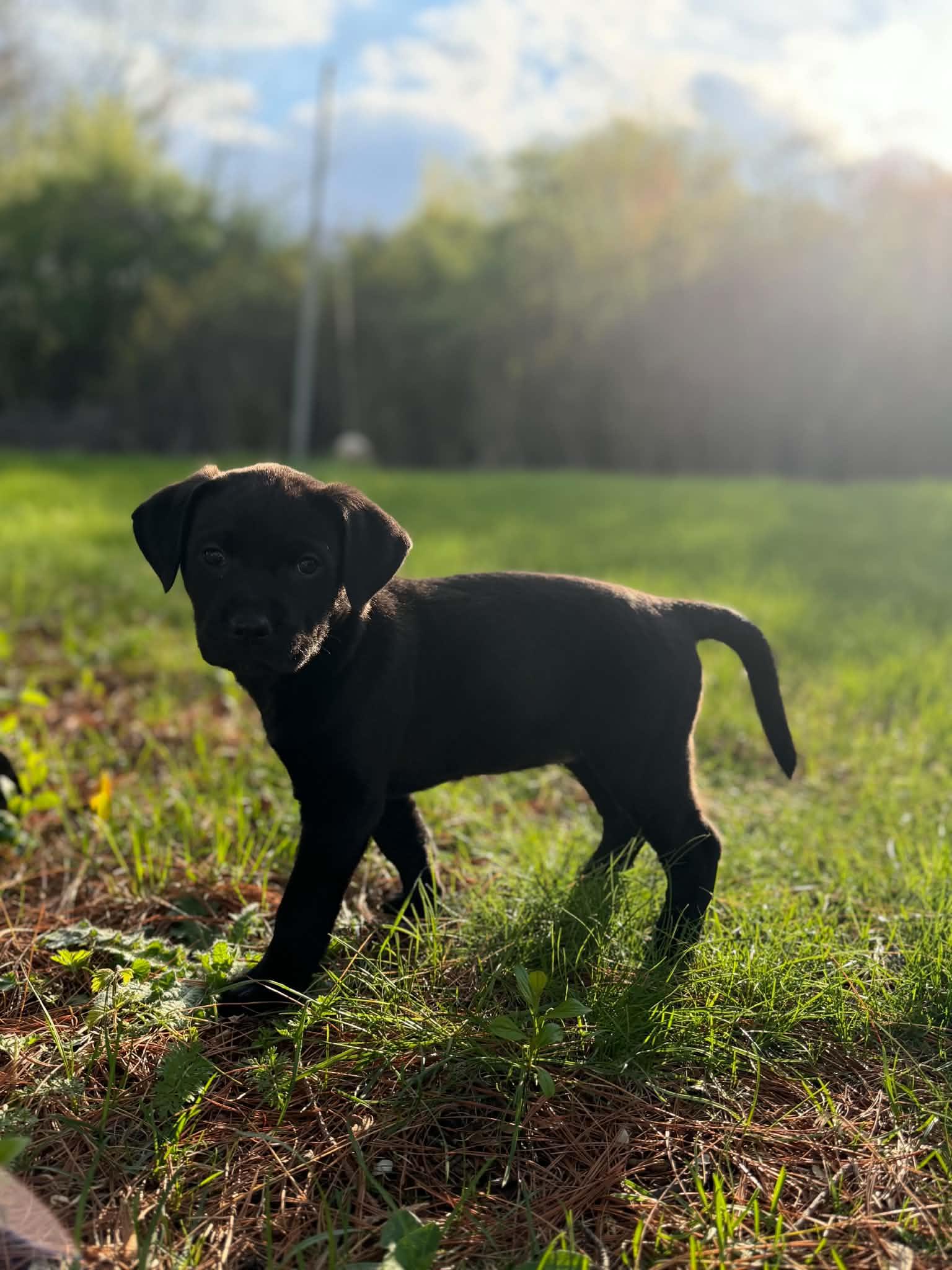 Enlarge Kallie, a ADOPTABLE mixed breed in South Elgin, IL image 4/5