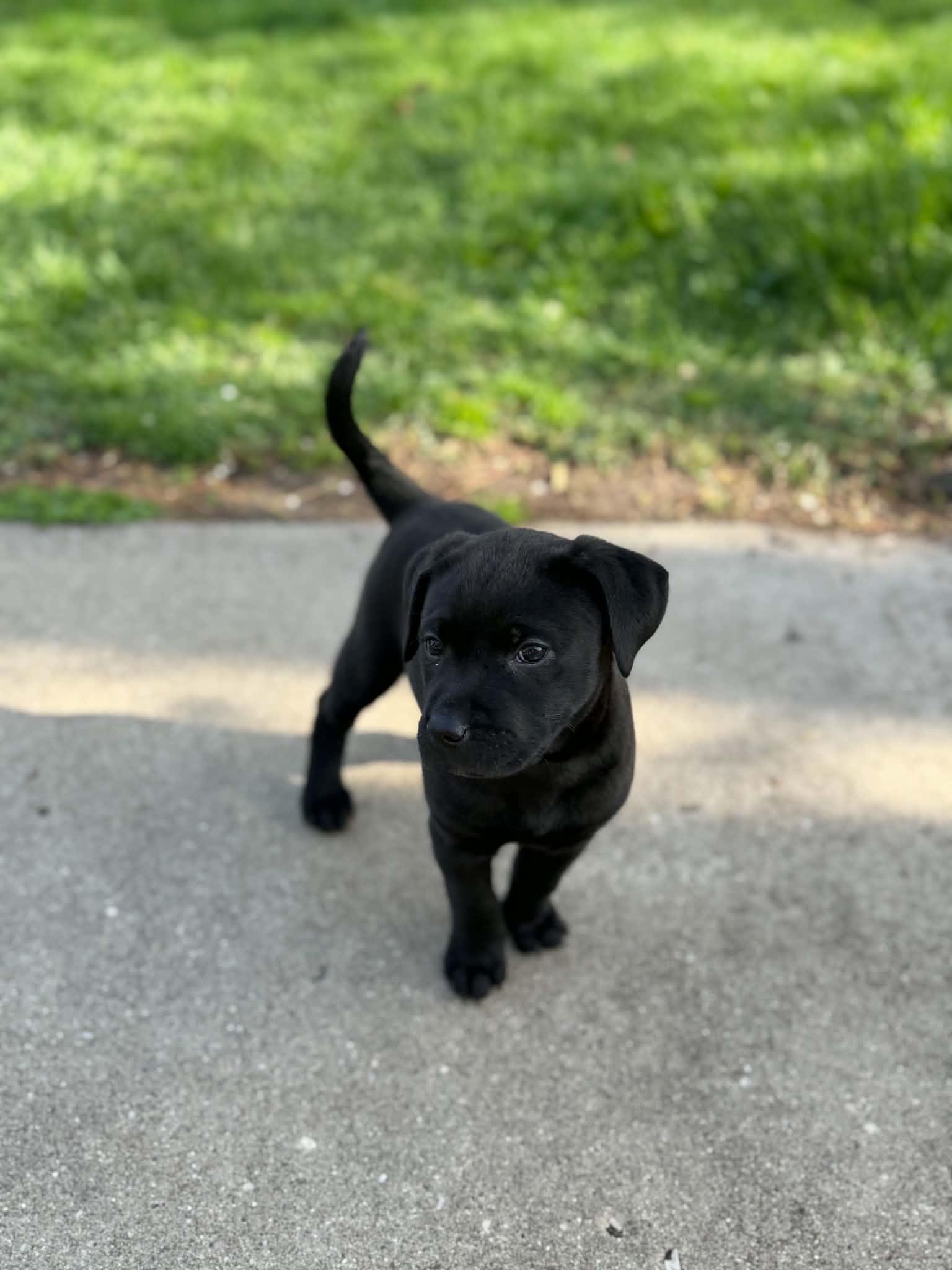 Enlarge Kallie, a ADOPTABLE mixed breed in South Elgin, IL image 5/5