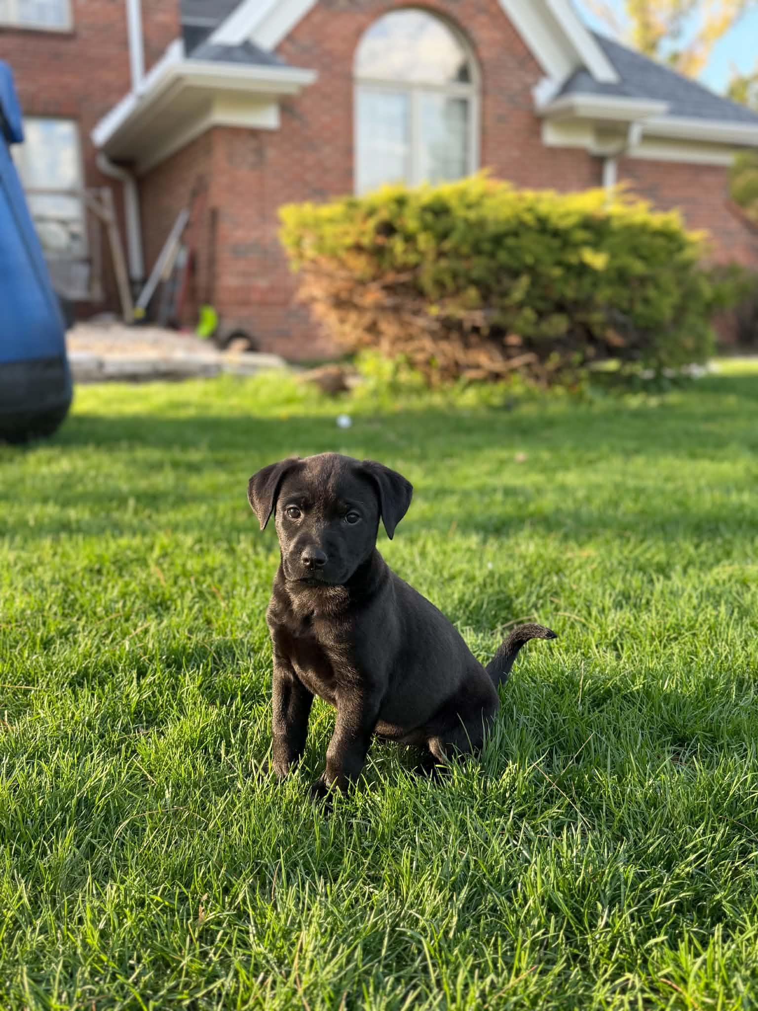 Enlarge Kallie, a ADOPTABLE mixed breed in South Elgin, IL image 3/5