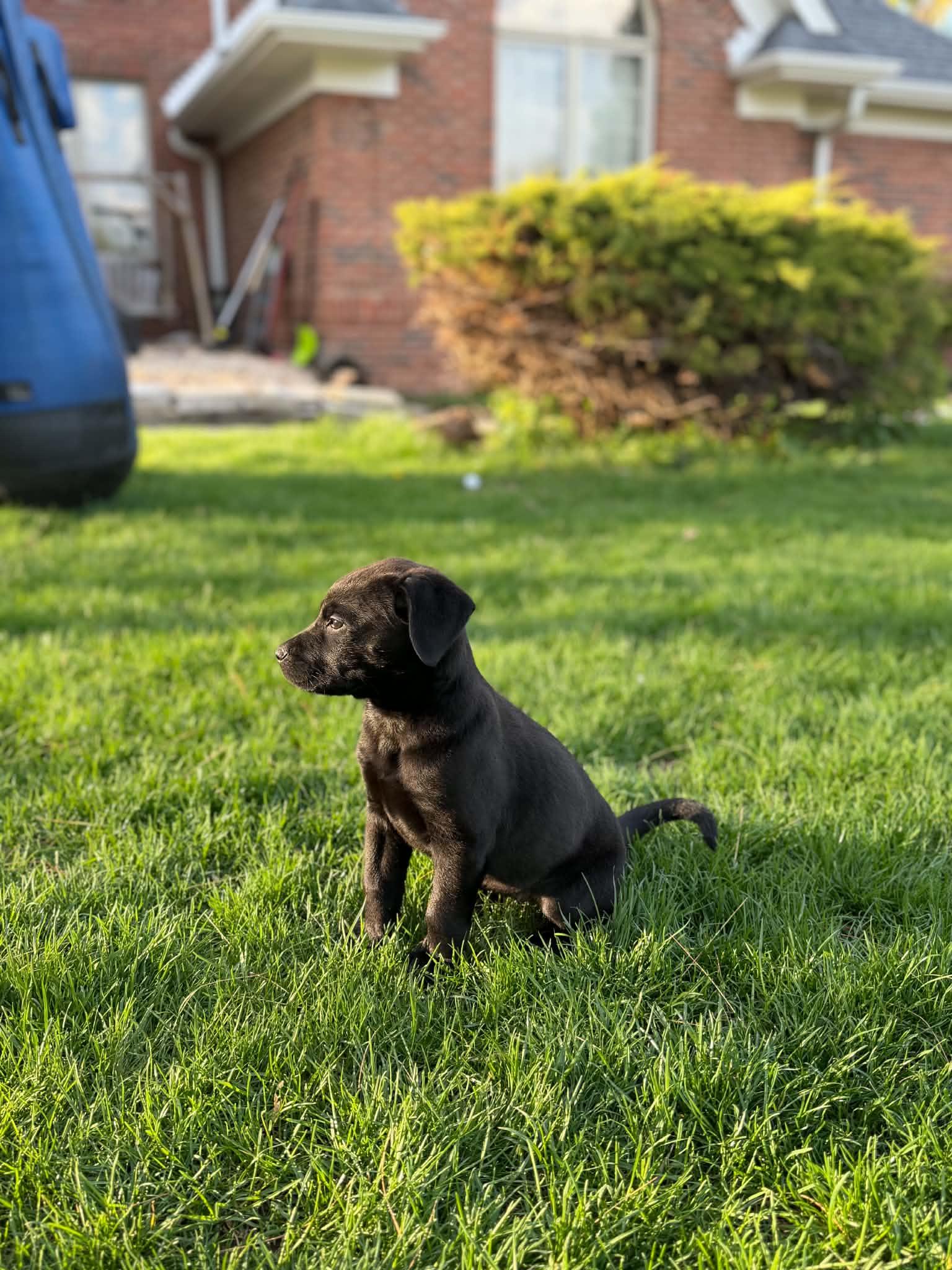 Enlarge Kallie, a ADOPTABLE mixed breed in South Elgin, IL image 2/5