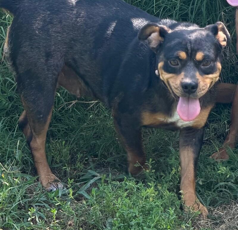 Enlarge Princess - Mini, a Adoptable mixed breed in Partlow, VA image 2/5