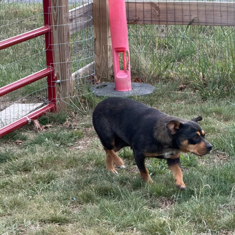 Enlarge Princess - Mini, a Adoptable mixed breed in Partlow, VA image 3/5