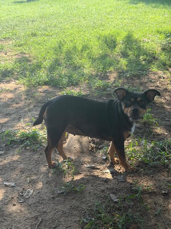 Enlarge Princess - Mini, a Adoptable mixed breed in Partlow, VA image 4/5