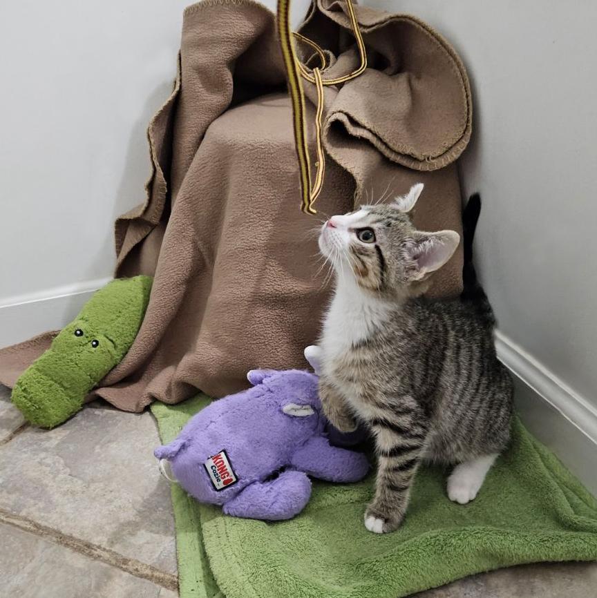 Enlarge Sweet Little Sally Kitten, a ADOPTABLE Tabby in Metairie, LA image 4/6