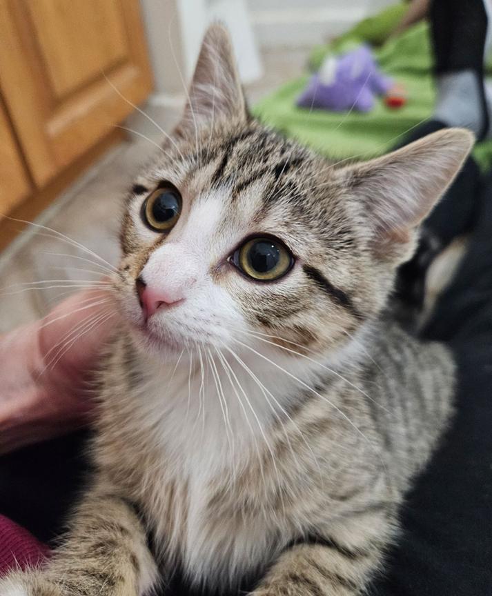 Enlarge Sweet Little Sally Kitten, a ADOPTABLE Tabby in Metairie, LA image 2/6