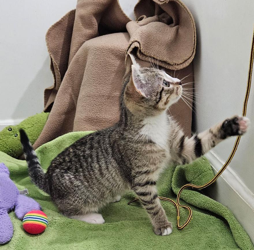 Enlarge Sweet Little Sally Kitten, a ADOPTABLE Tabby in Metairie, LA image 3/6