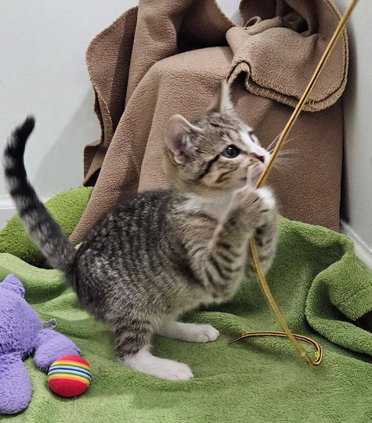 Enlarge Sweet Little Sally Kitten, a ADOPTABLE Tabby in Metairie, LA image 6/6