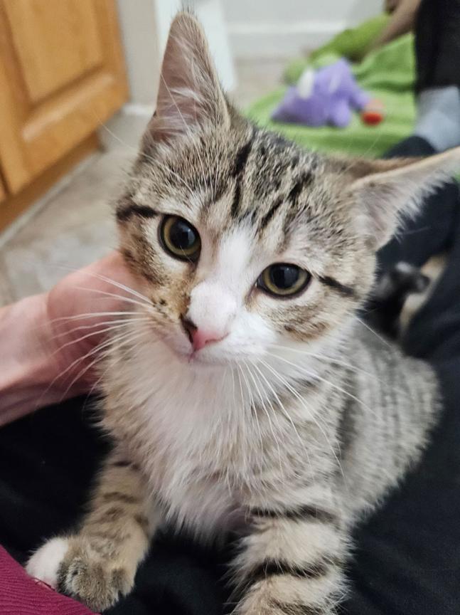 Enlarge Sweet Little Sally Kitten, a ADOPTABLE Tabby in Metairie, LA image 5/6