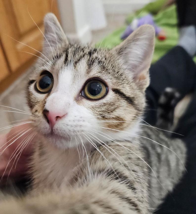 Sweet Little Sally Kitten, ADOPTABLE, Kitten Female Tabby.