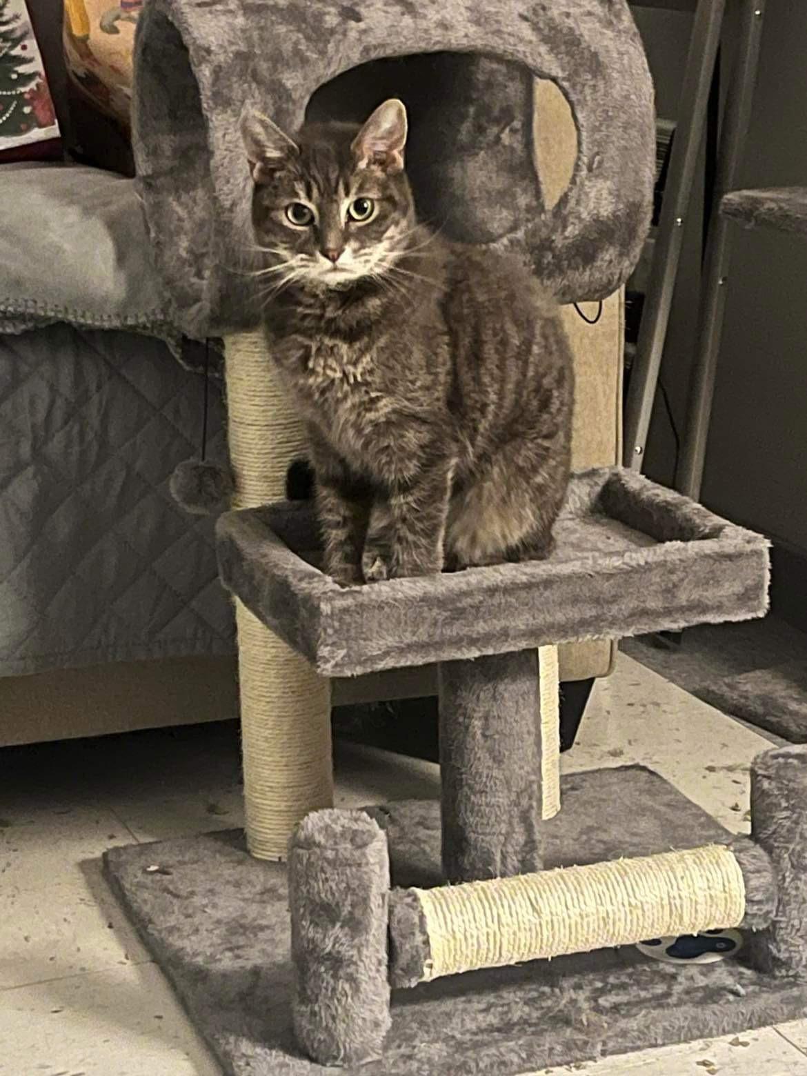 Enlarge Raya, a ADOPTABLE Domestic Short Hair in Fredericton, NB image 2/2