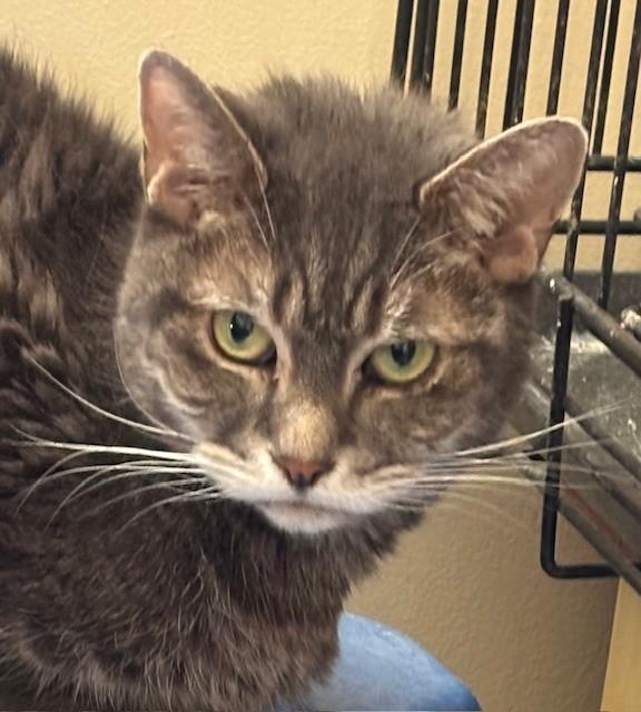 Enlarge Raya, a ADOPTABLE Domestic Short Hair in Fredericton, NB image 1/2