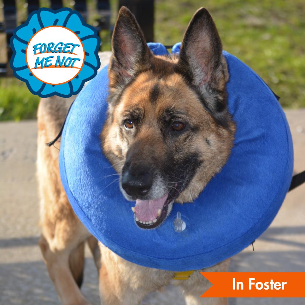 Enlarge Hope, a Adoptable German Shepherd Dog in Baltimore, MD image 1/2