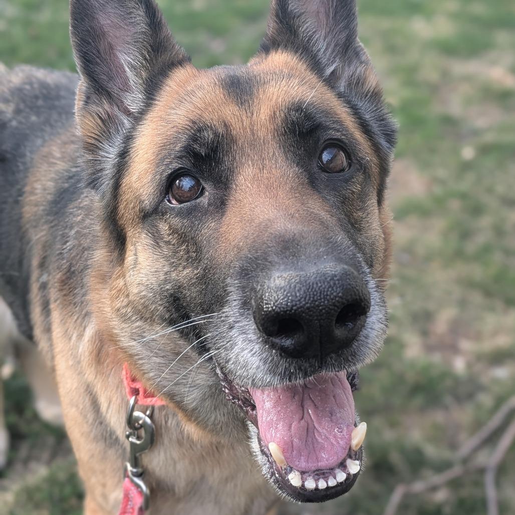 Enlarge Hope, a Adoptable German Shepherd Dog in Baltimore, MD image 2/2