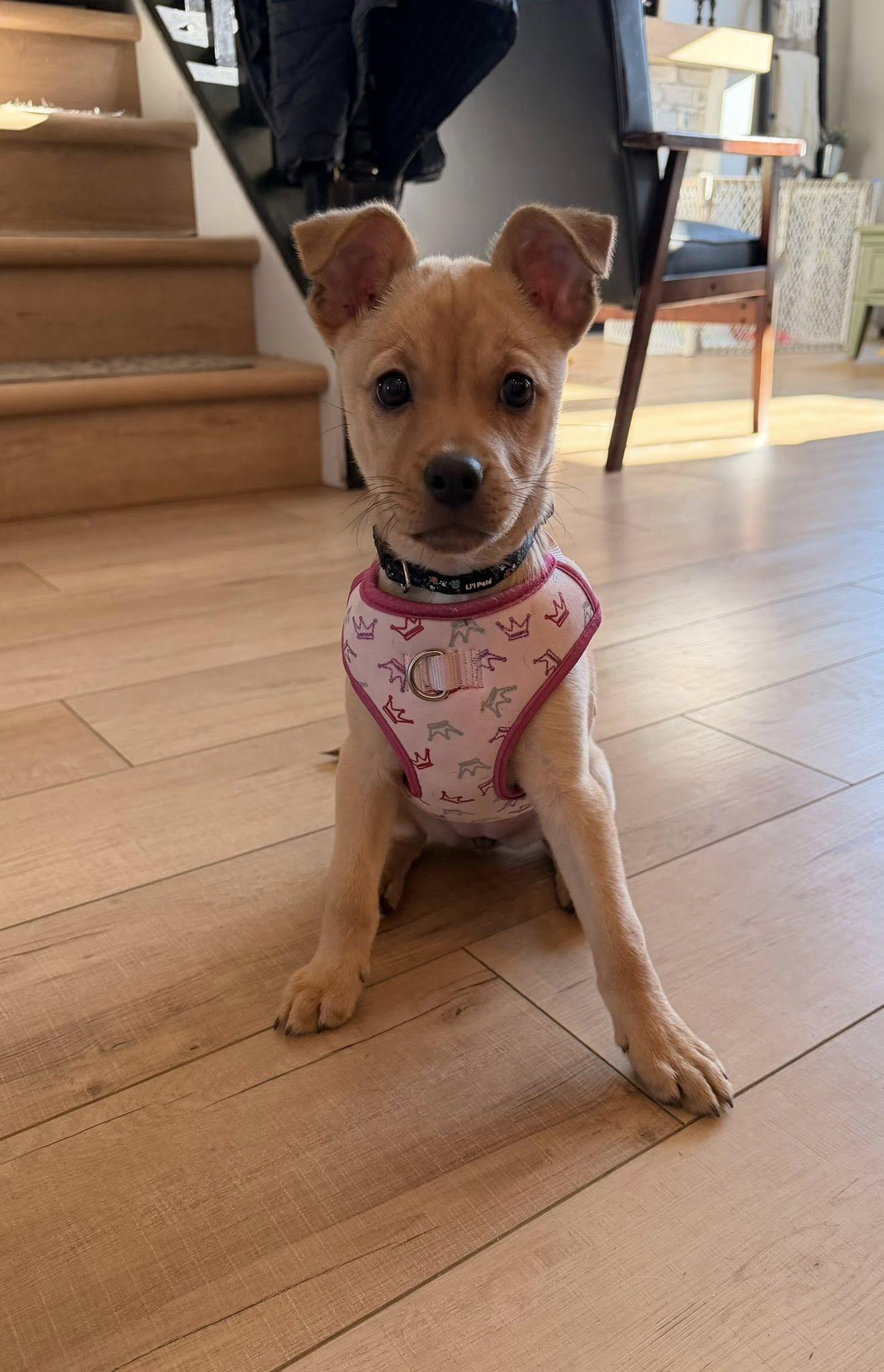 Poppy, Adoptable, Puppy Female Terrier & Labrador Retriever.