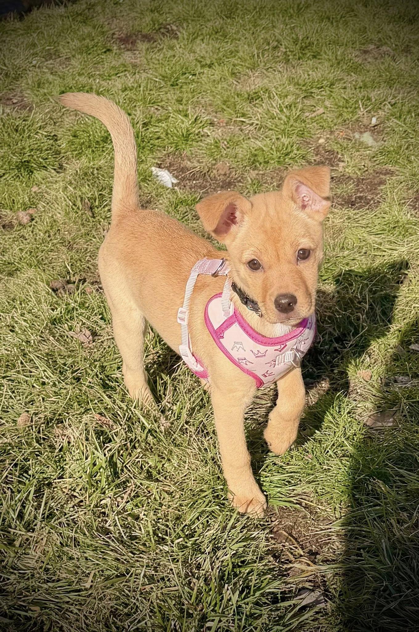 Enlarge Poppy, a Adoptable mixed breed in Fort Thomas, KY image 2/3