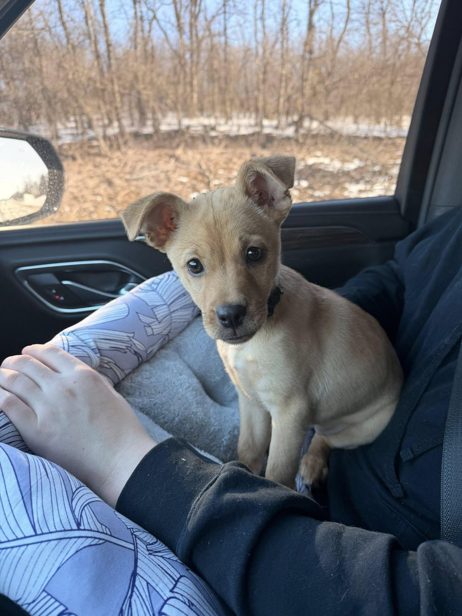 Enlarge Poppy, a Adoptable mixed breed in Fort Thomas, KY image 3/3