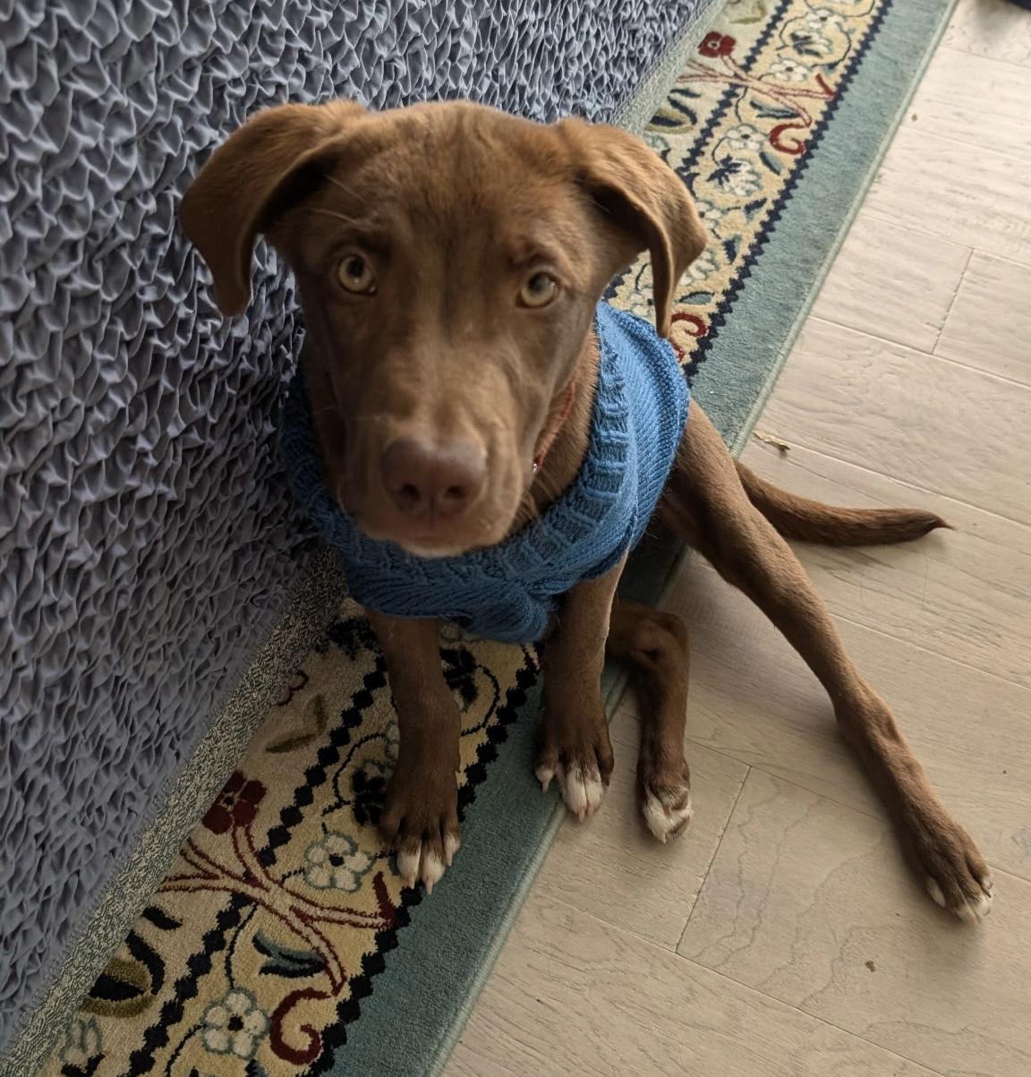 Enlarge Bear, a ADOPTABLE Chocolate Labrador Retriever in Charlotte, NC image 1/1