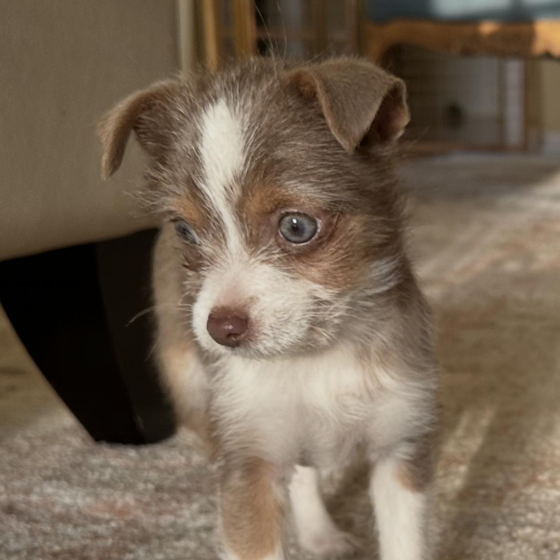 Enlarge Addie , a ADOPTABLE mixed breed in Alabaster, AL image 5/5