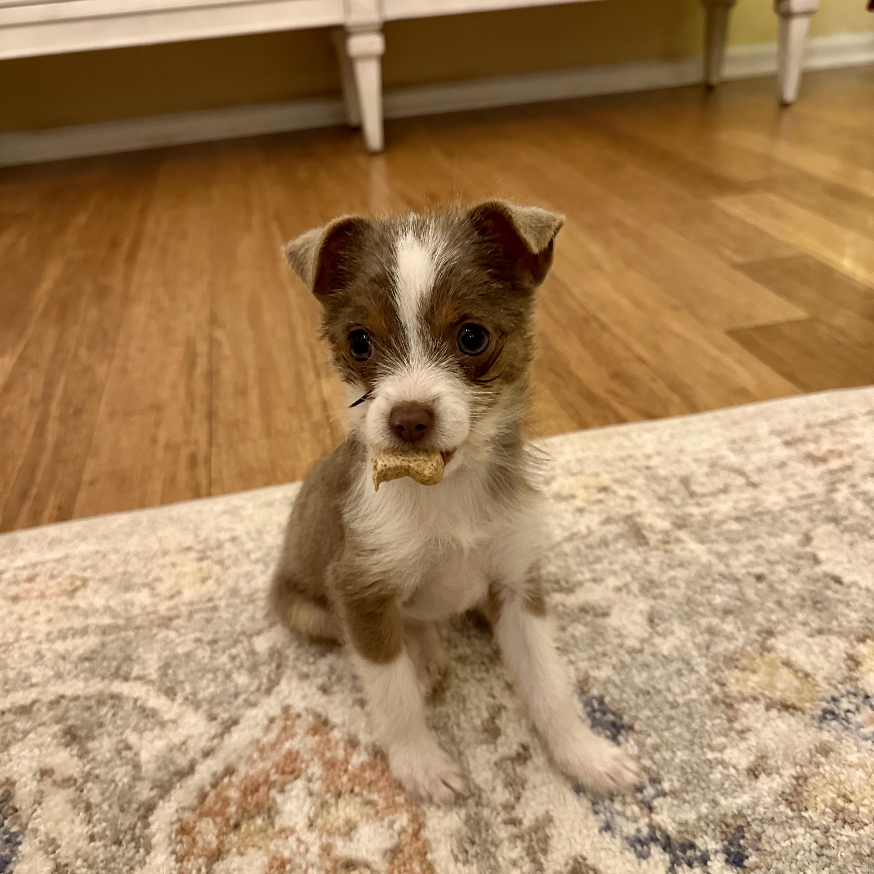 Enlarge Addie , a ADOPTABLE mixed breed in Alabaster, AL image 2/5