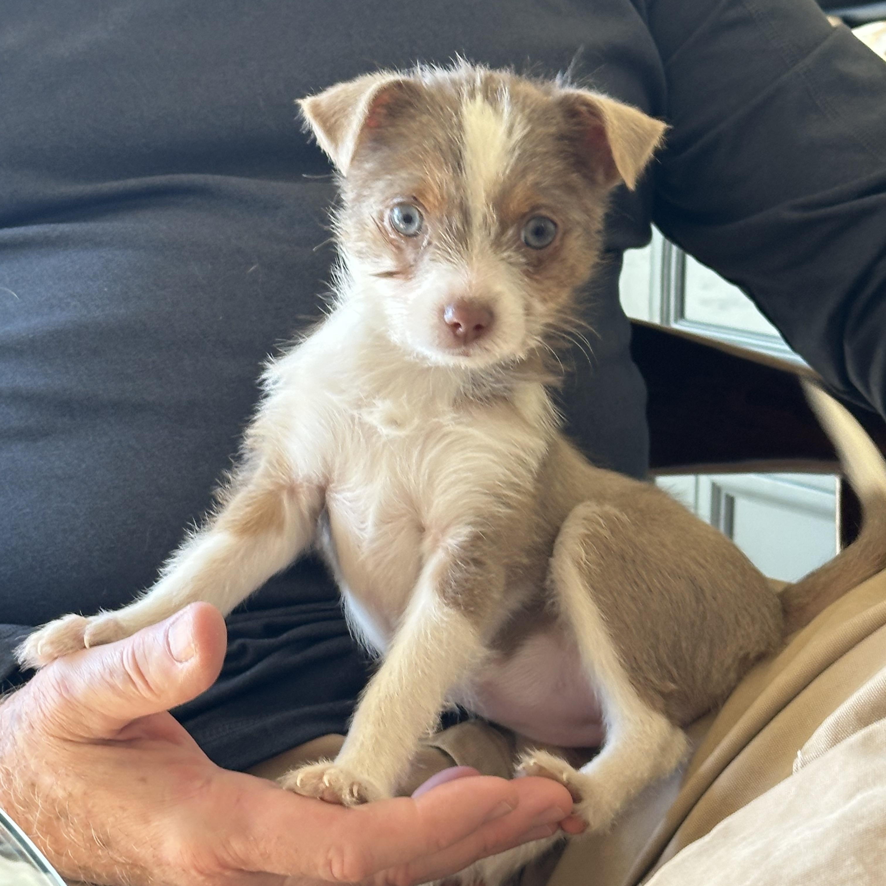 Addie , ADOPTABLE, Puppy Female Chihuahua.