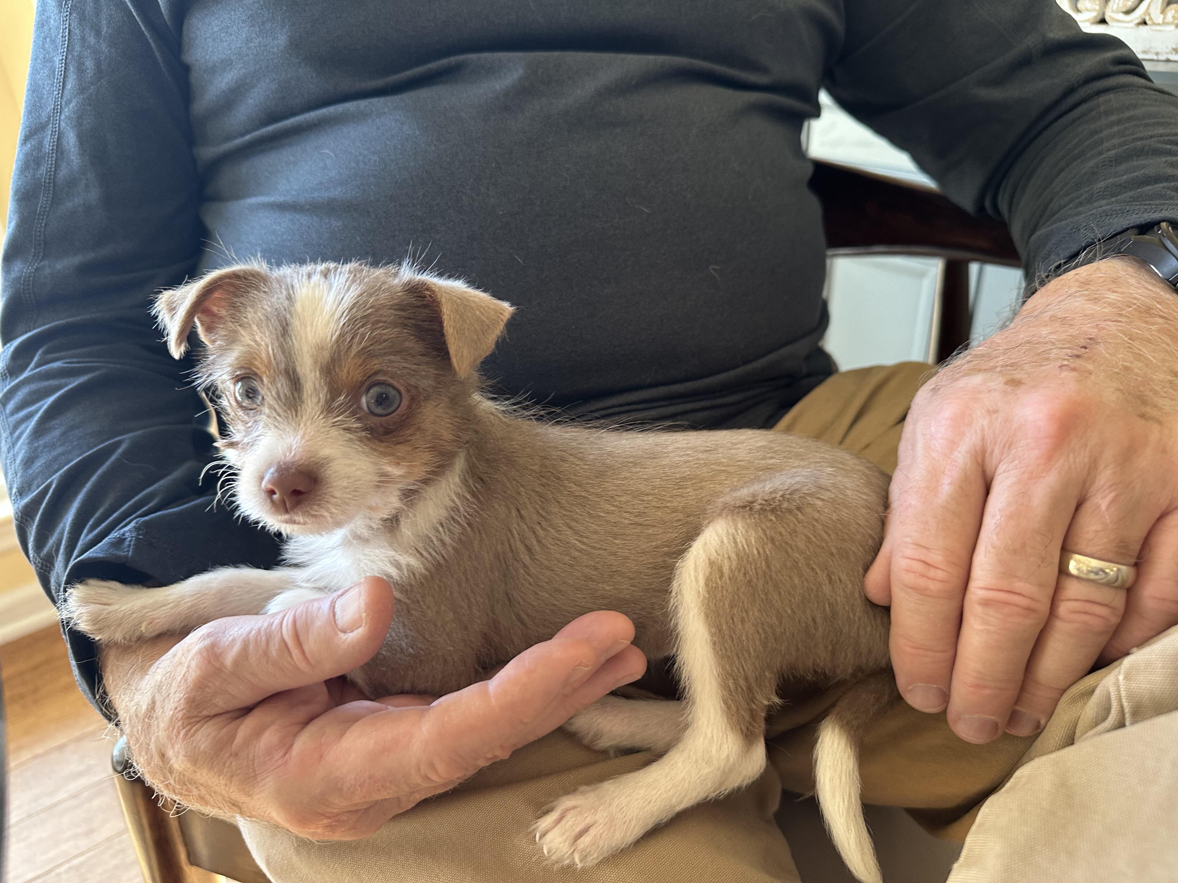 Enlarge Addie , a ADOPTABLE mixed breed in Alabaster, AL image 3/5