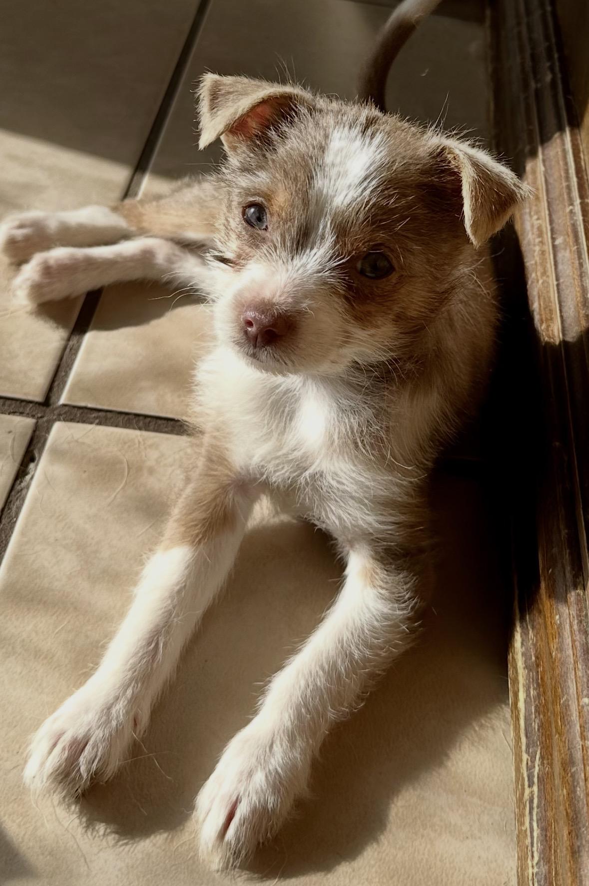 Enlarge Addie , a ADOPTABLE mixed breed in Alabaster, AL image 4/5