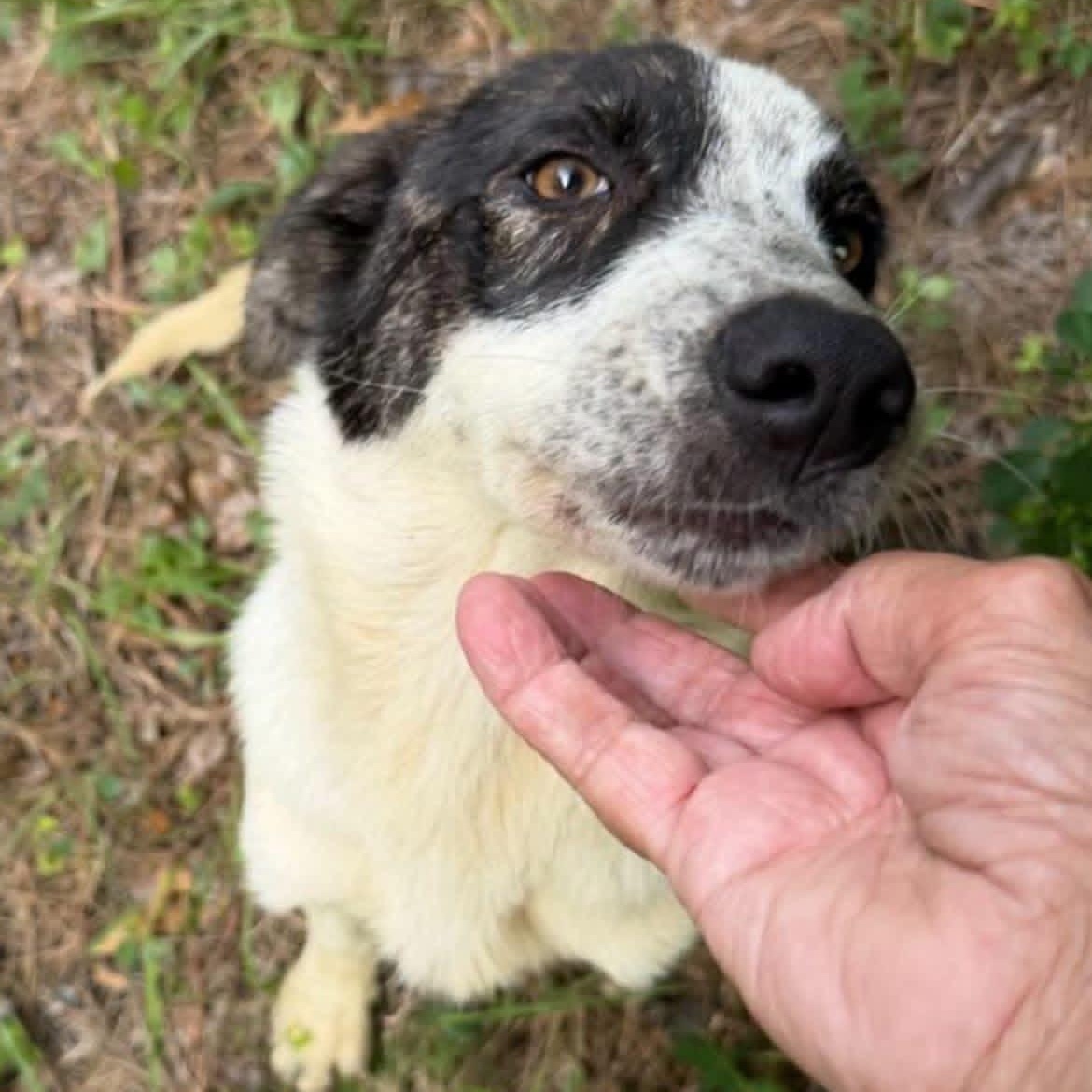 Enlarge Cinderella, a ADOPTABLE mixed breed in Cumberland , VA image 1/1