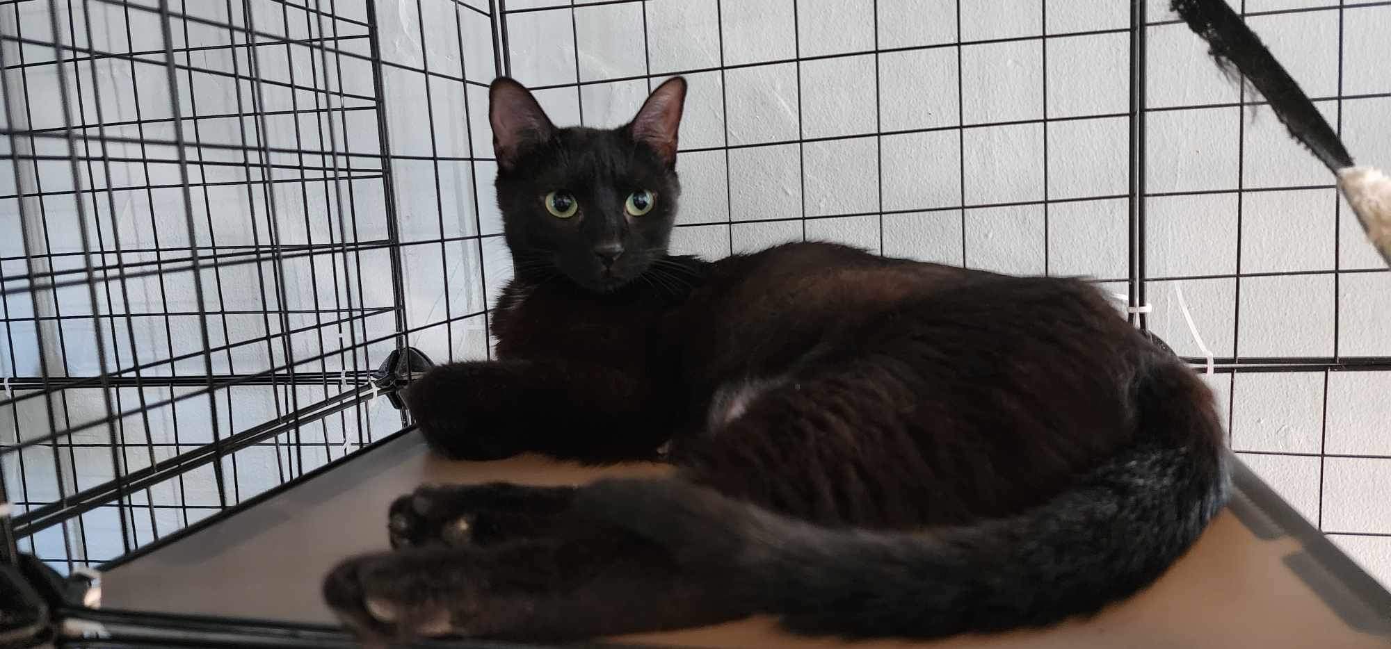 Enlarge Reishi (FIV+), a Adoptable Domestic Short Hair in Madison , WI image 2/3