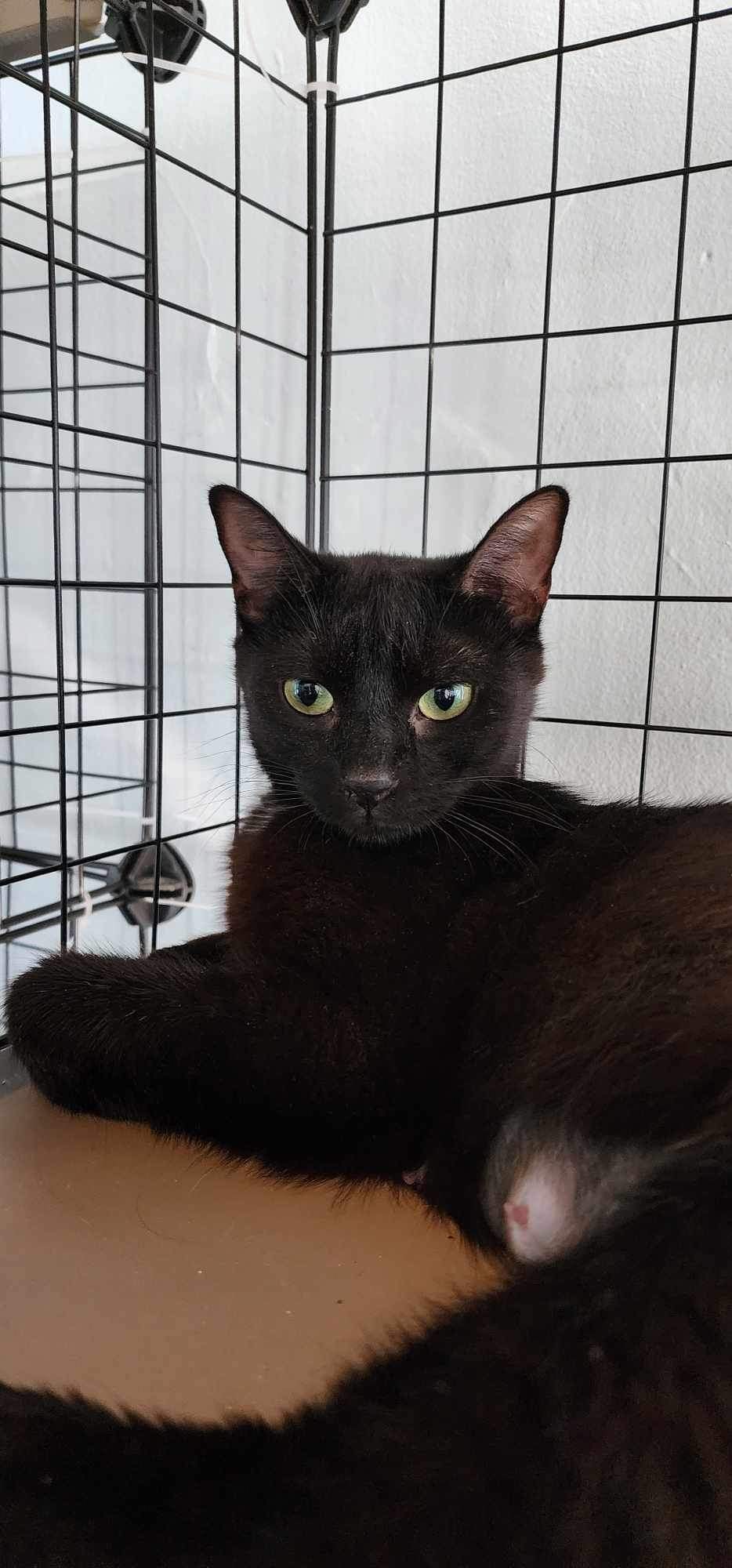Enlarge Reishi (FIV+), a Adoptable Domestic Short Hair in Madison , WI image 1/3